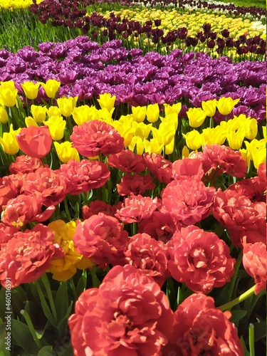 Spring nature background with beautiful yellow, lilac and red tulips