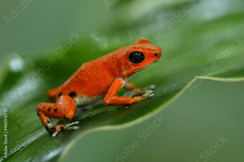 Strawberry poison-dart frog - Oophaga (Dendrobates) pumilio, small poison red dart frog found in Central America, from eastern central Nicaragua through Costa Rica and Panama. Rainforest animal in wet photo