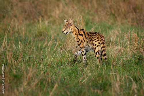 Serval - Leptailurus serval wild cat native to Africa, rare in North Africa and the Sahel, widespread in sub-Saharan countries, orange slender body with black spots and flecks in the savanna grass photo