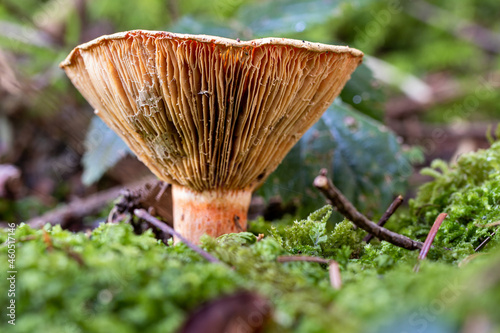 Echte reizker, (lactarius deliciosus), ein Speisepilz
