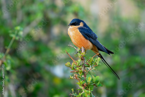 Rufous-chested Swallow - Cecropis semirufa also red-breasted swallow, black and rufous bird of Hirundinidae, found in Sub-Saharan Africa, tropical rainforest during the wet season