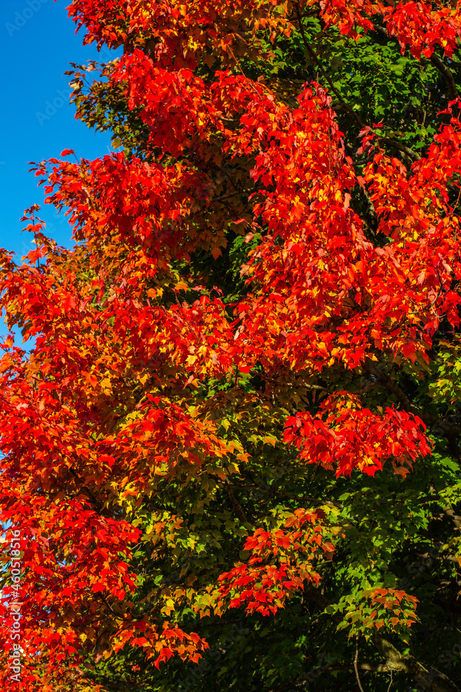 Colorful maple tree leaves to mark the start of a Wisconsin fall Colorful maple tree leaves to mark the start of a Wisconsin fall