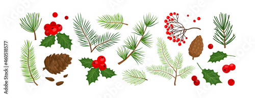 Christmas vector colored plants, holly winter decor, tree, fir, pine and cone, berry, leaves branches, holiday set isolated on white background. Nature illustration