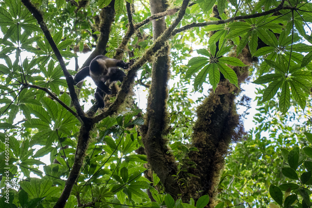 Howler monkey on the trees of Costa Rica Howler monkey on the trees of Costa Rica
