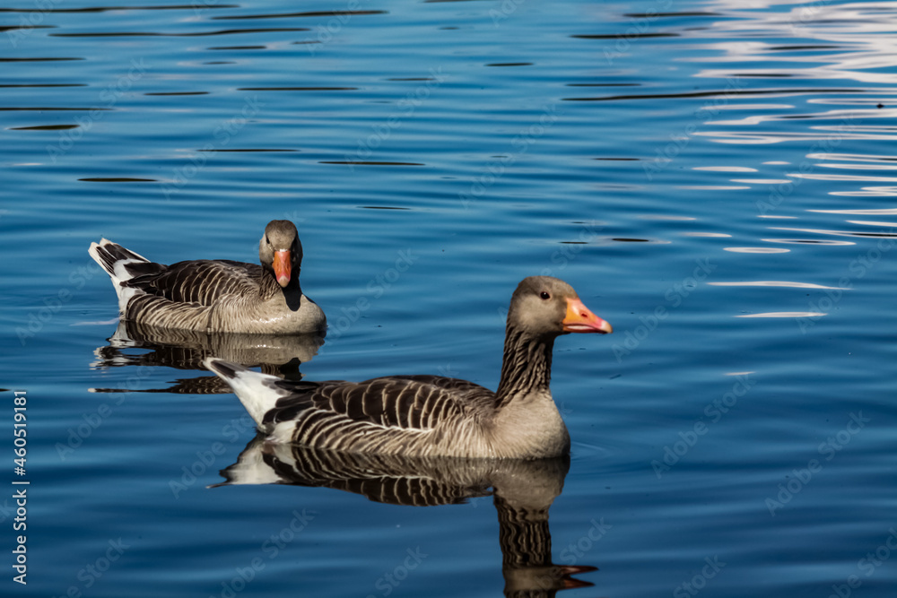 country goose branta canadensis country goose branta canadensis