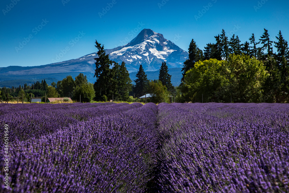 summer lavender field with the snow capped Mt Hood  on the background in Oregon.