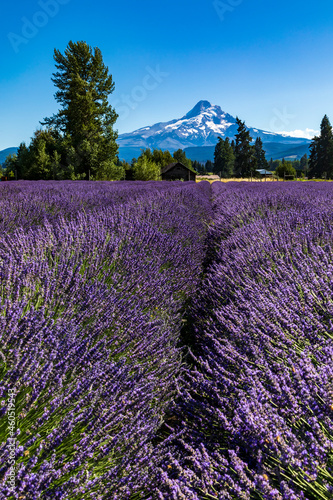 summer lavender field with the snow capped Mt Hood on the background in Oregon.