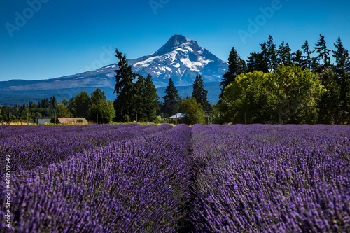 summer lavender field with the snow capped Mt Hood on the background in Oregon.