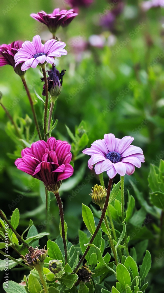 pink and purple cosmos flowers pink and purple cosmos flowers