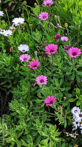 pink and white cosmos flowers in a garden