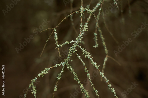 Foliose Lichen on fir branch