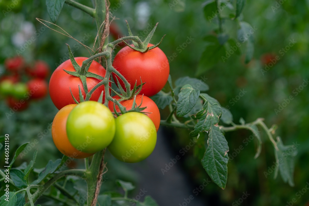 Tomaten, grün und rot