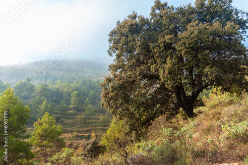 Large holm oak in a Mediterranean forest on a foggy day. photo