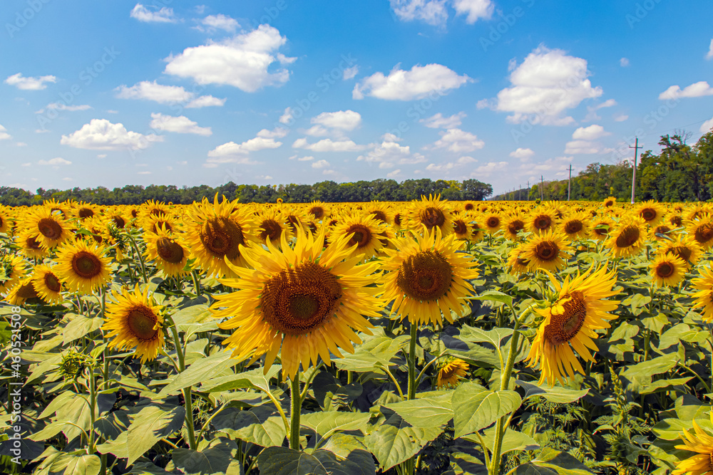 Fototapeta premium Beautiful sunflowers in the field natural background, blooming sunflower in the form of the sun against the blue sky.