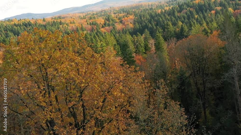 Inclined tilted drone shot flight above sunny colorful autumn season forest. Inclined tilted drone shot flight above sunny colorful autumn season forest.