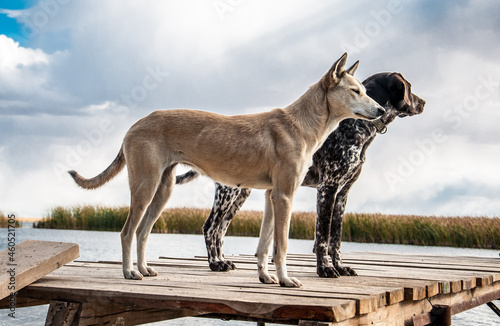 The dog walks in nature by the pond. The hunting dog is looking for prey. Walk with animals in the park. Animal welfare concept with copy space for text.