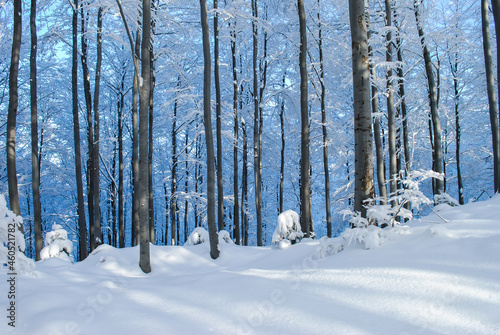 Winter forest in the mountains, Beskids, Poland