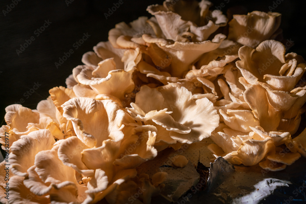 Pilze im Dunkeln Pilze im Dunkeln