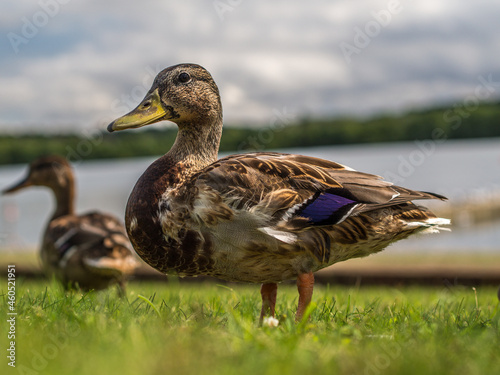 Valokuva duck on the grass