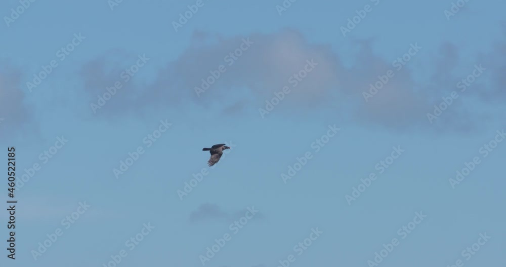 Hooded Crow bird flying blue sky slow motion Hooded Crow bird flying blue sky slow motion