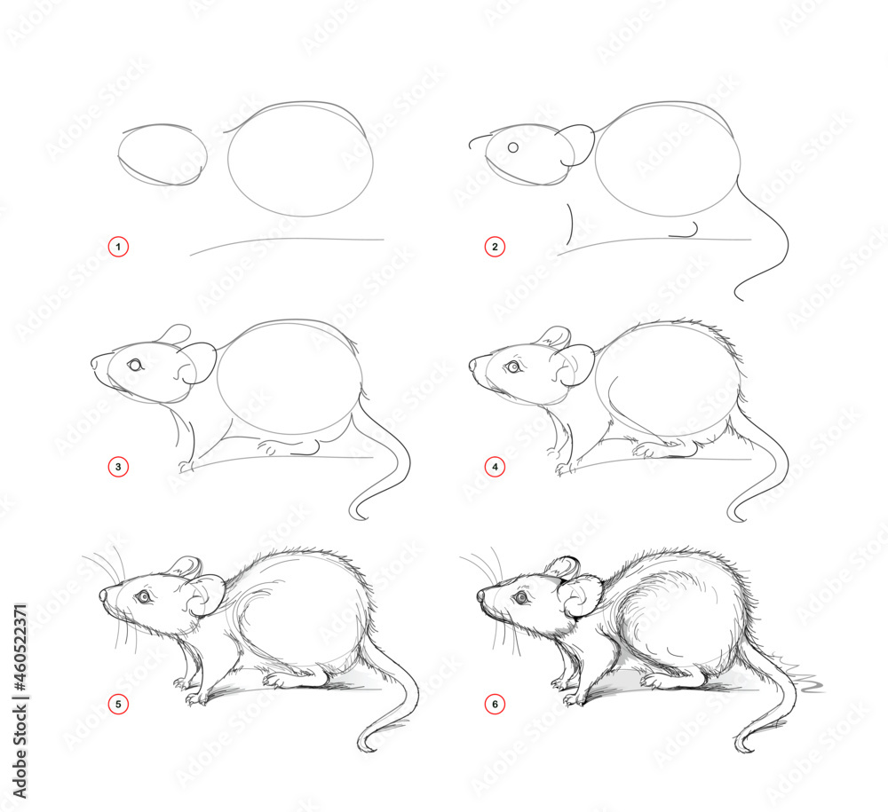 Page shows how to learn to draw sketch of cute mouse. Creation step by step  pencil drawing. Educational page for artists. Textbook for developing  artistic skills. Online education. Animal illustration Stock Vector |