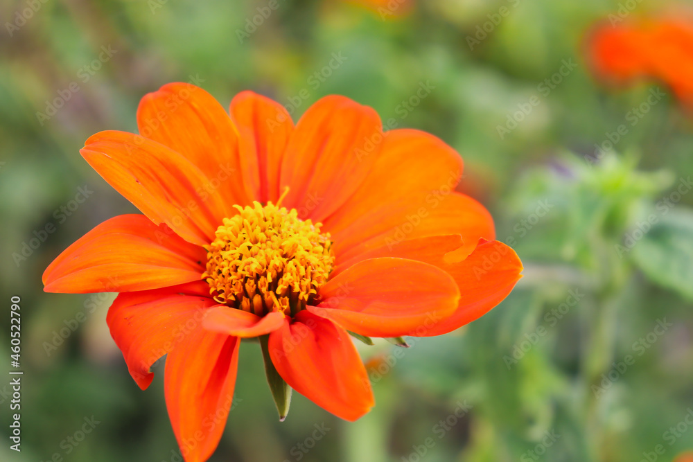 Closeup of orange and yellow flower (possibly Mexican sunflower, Tithonia rotundifolia). Closeup of orange and yellow flower (possibly Mexican sunflower, Tithonia rotundifolia).