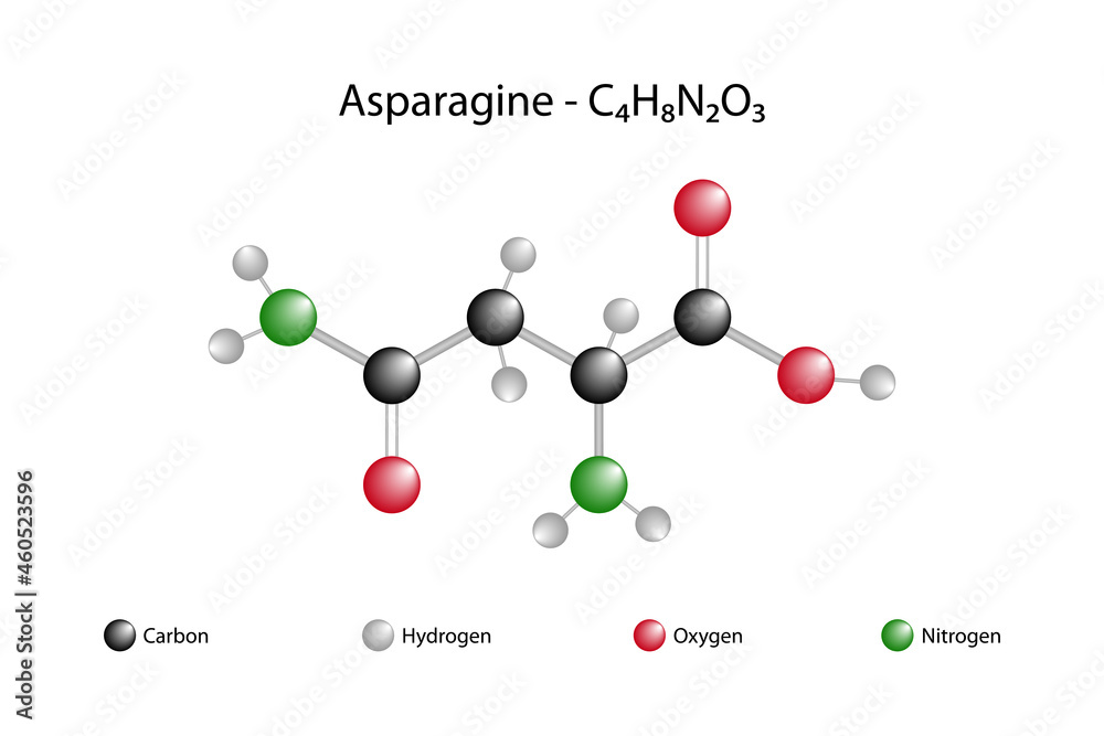 Molecular formula of asparagine. Asparagine is one of the 20 amino ...