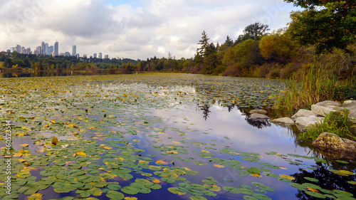 Massed waterlily pads on tranquil Deer Lake, Burnaby, BC, on a cloudy Fall day.