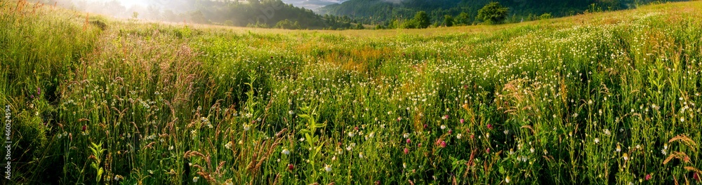 Panorama of a flower field in the mountains. Herbs, green trees. Panorama of a flower field in the mountains. Herbs, green trees.