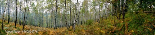 Panorama of birch forest in the mountains. In early autumn, the fern turns yellow.