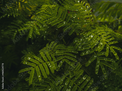 Green leaves plant growing in the garden  nature photography  closeup of beautiful fern in the forest