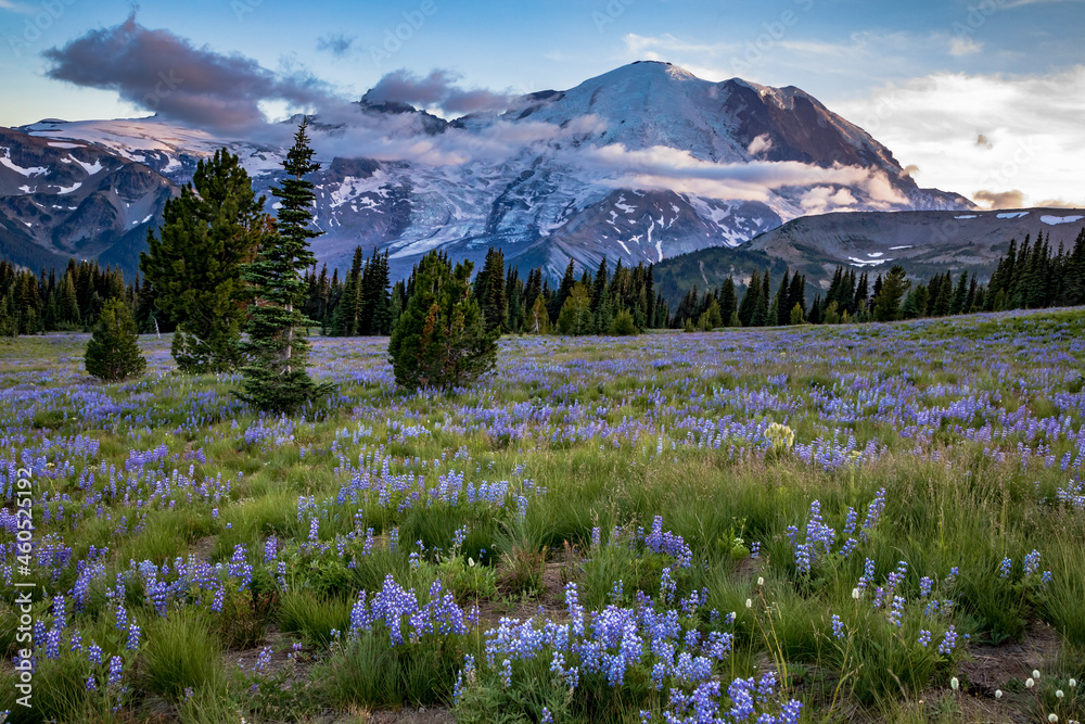 glacier covered Mt. Rainier on the background  with the wild subalpine flowers like the dwarf lupine covers the summer meadows in Sunrise in Mt. Rainier national park in Washington.
