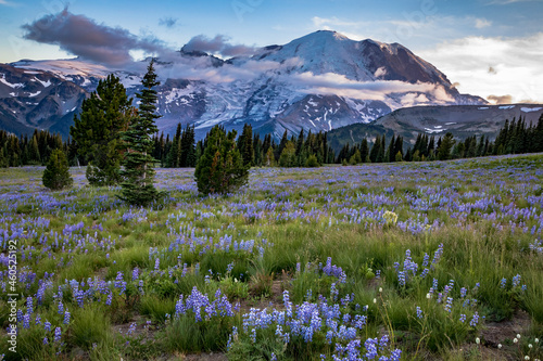 glacier covered Mt. Rainier on the background with the wild subalpine flowers like the dwarf lupine covers the summer meadows in Sunrise in Mt. Rainier national park in Washington. 