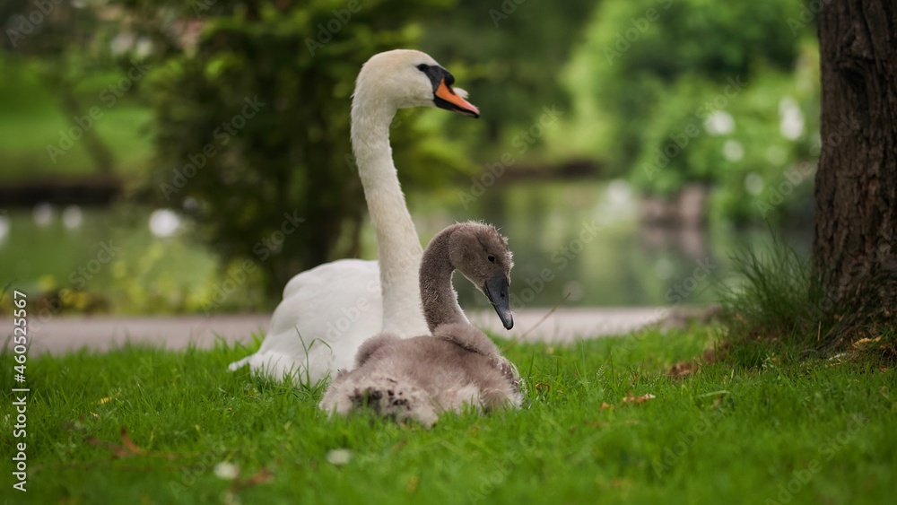 Swan and Cygnet Swan and Cygnet