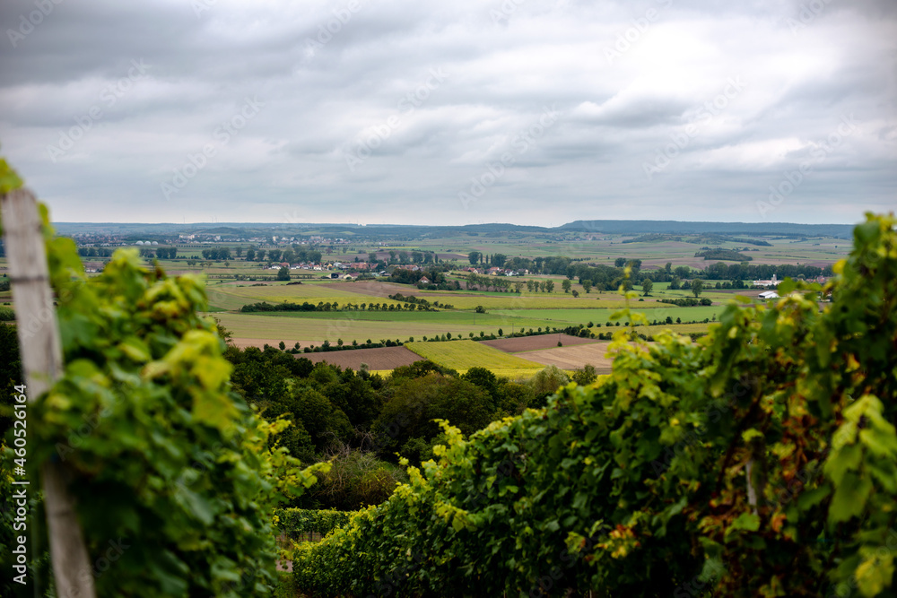 View from the autumnal Ipsheim vineyards