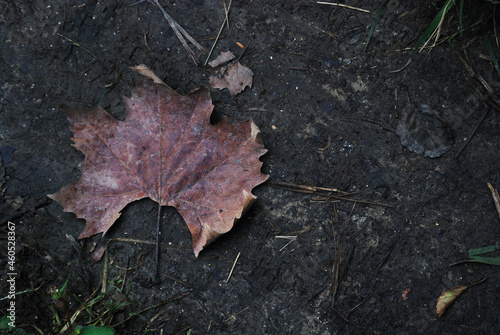 autumn leaves on the ground