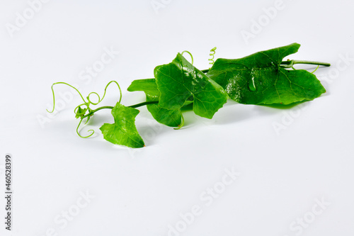 Ivy gourd Thai vegetable on white background (Coccinia grandis (L.) Voigt : science name) photo