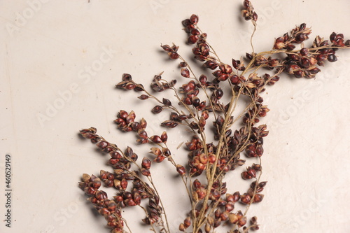 Jali seeds, barley or barley are a type of tropical grain (cereal) plant from the grain tribe or Poaceae. plain white isolated. clipping path