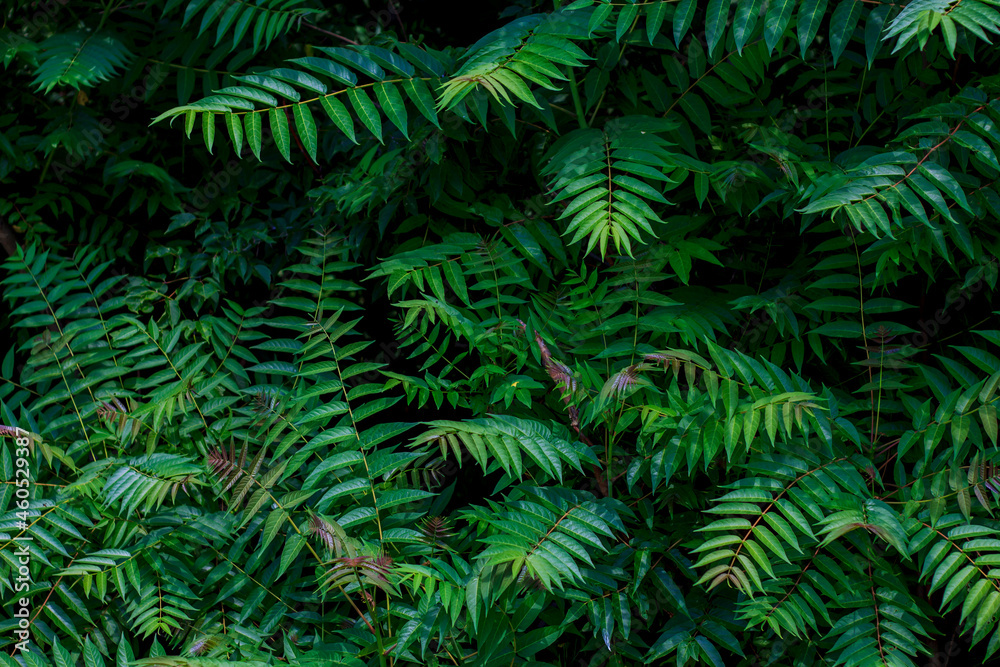 Dense fern greenery, leaf wall, dark photo