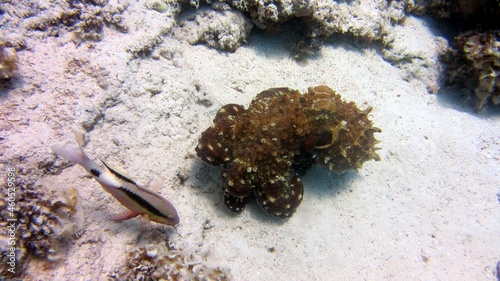 coral reef with fish