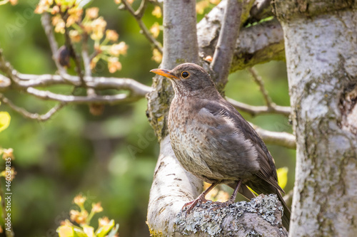 Bild auf Leinwand Common blackbird (Turdus merula) in the garden