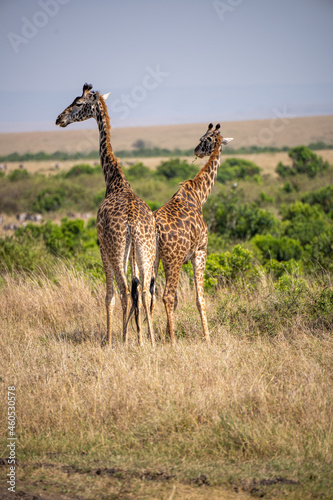 two giraffes on savannah 