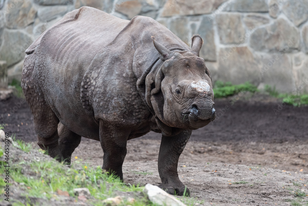 Silhouette of rhinoceros with a clipped horn Silhouette of rhinoceros with a clipped horn