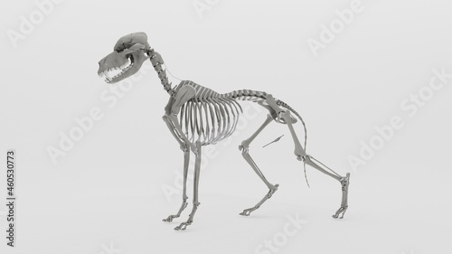 dog skeleton with clean white background