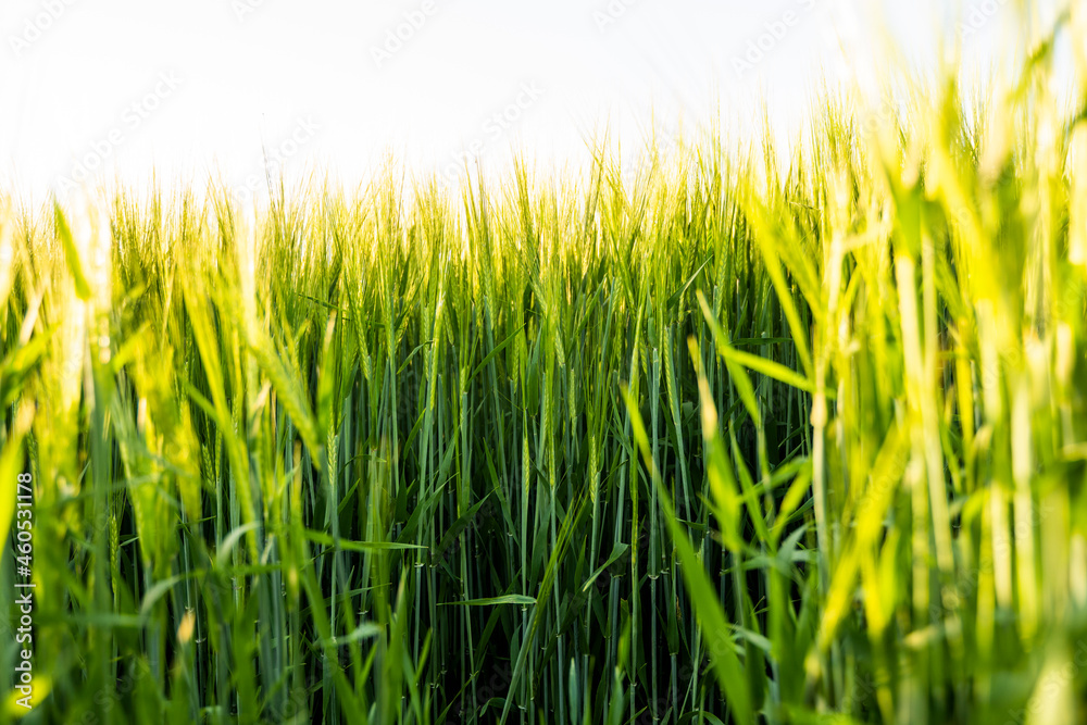 Fototapeta premium Young green barley growing in agricultural field in spring. Unripe cereals. The concept of agriculture, organic food. Barleys sprout growing in soil. Close up on sprouting barley in sunset.