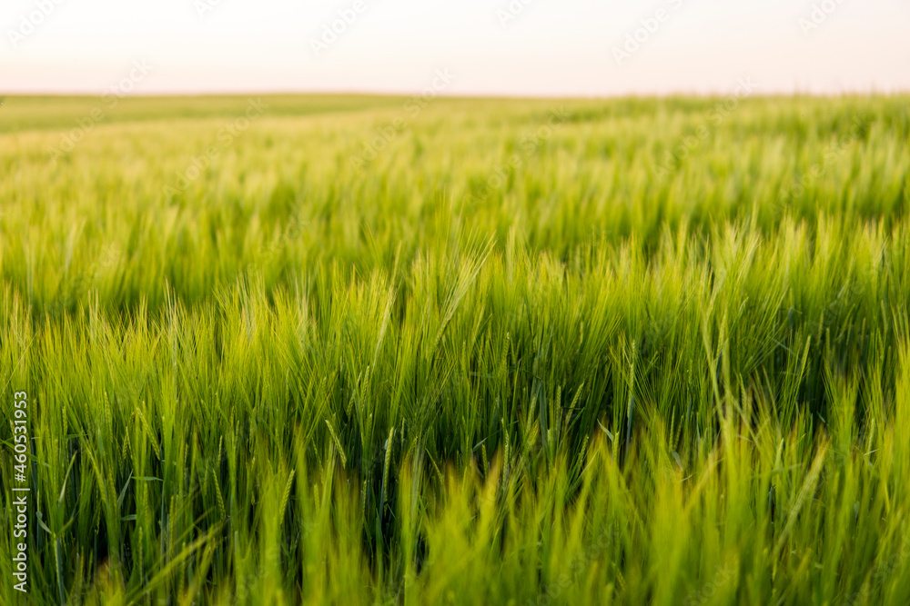 Young green barley growing in agricultural field in spring. Unripe cereals. The concept of agriculture, organic food. Barleys sprout growing in soil. Close up on sprouting barley in sunset. Young green barley growing in agricultural field in spring. Unripe cereals. The concept of agriculture, organic food. Barleys sprout growing in soil. Close up on sprouting barley in sunset.