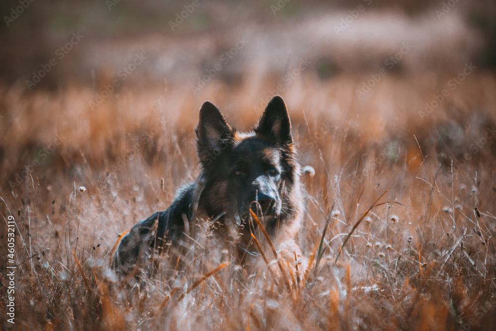 rasowy pies owczarek niemiecki leżący pośród traw - obrazy, fototapety, plakaty 