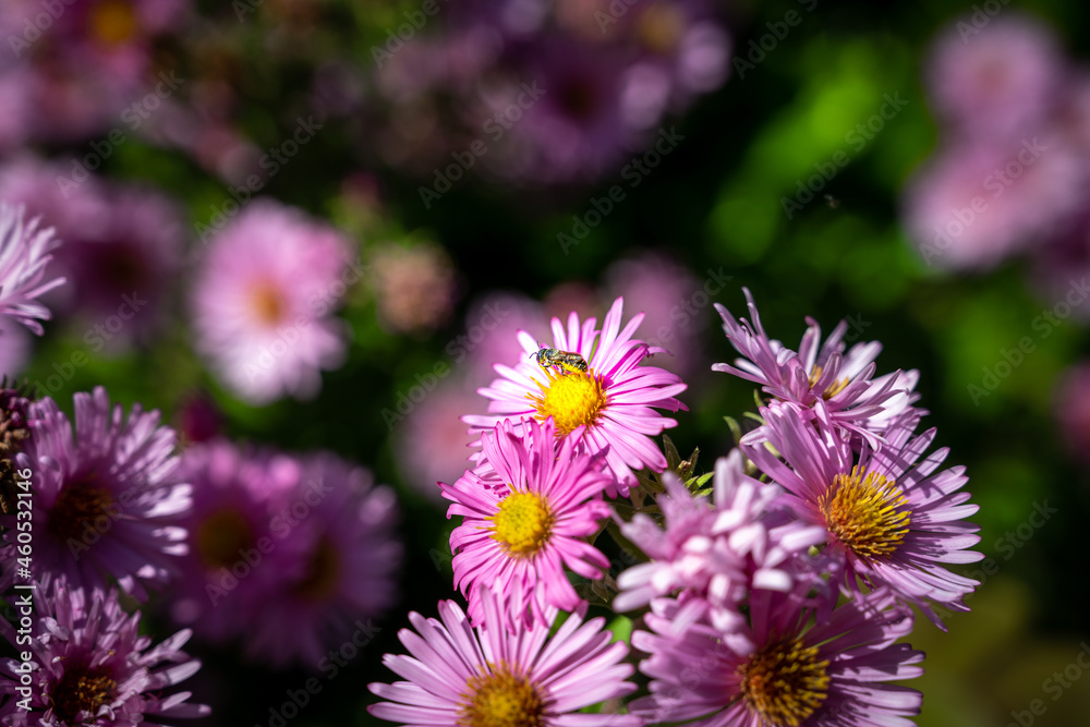 Obraz premium Bourdonnement Autonal