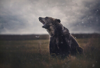 Ingelijste posters Grijs Bruine beer in bewolkt veld  © Анна Едифанова