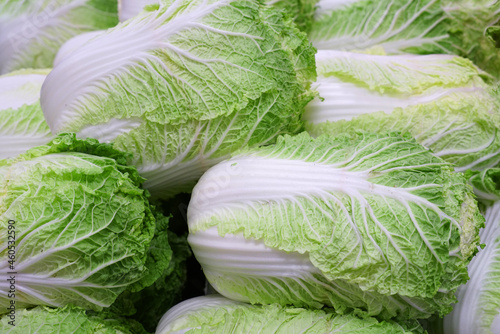 Foto Stacking Chinese cabbage in pile in harvest season